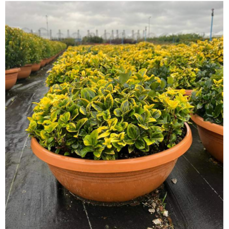 Arangement Euonymus Japonicum Ball (Aranjman Taflan)
