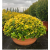 Arangement Euonymus Japonicum Ball (Aranjman Taflan Top Form)
