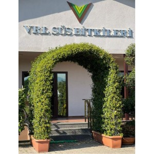 Ark Ryncospermium Jasminoıdes (Ark Form Yasemin)  250 cm
 Ark Ryncospermium Jasminoıdes (Ark Form Yasemin)  250 cm