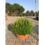 Arrangement Buxus Microphylla (Aranjman Şimşir)
