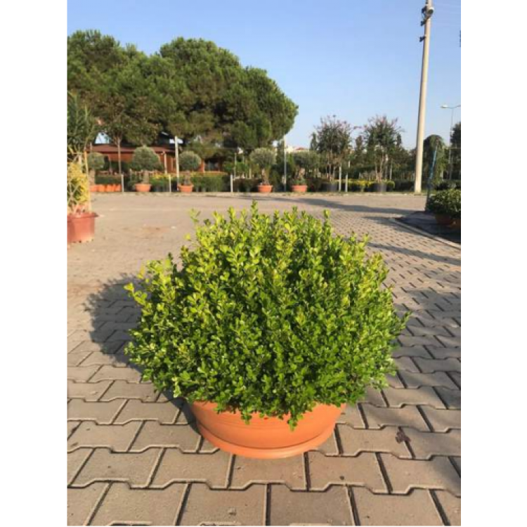 Arrangement Buxus Microphylla (Aranjman Şimşir)
