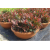 Arrangement Photinia Little Red Robin (Aranjman Bodur Alev)
