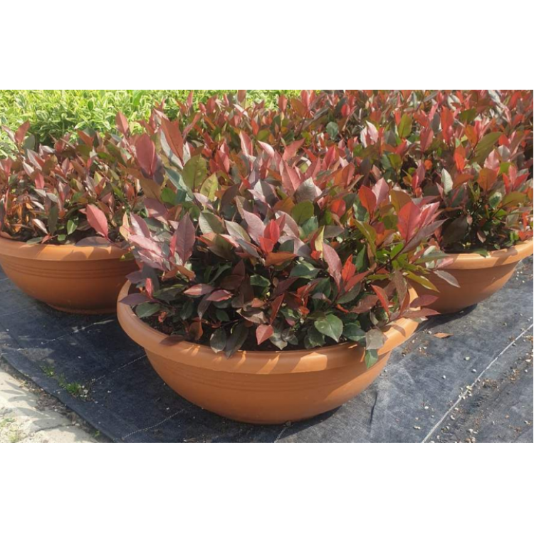 Arrangement Photinia Little Red Robin (Aranjman Bodur Alev)
