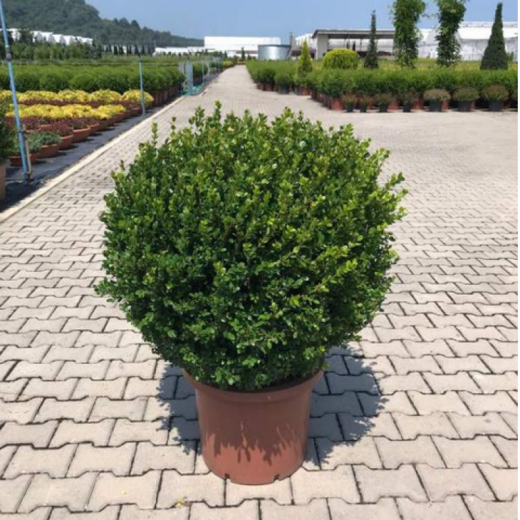 Buxus Faulkner Ball (Top Şimşir) 90+
