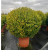 Buxus Faulkner Ball (Top Şimşir) 100+ clt 75
