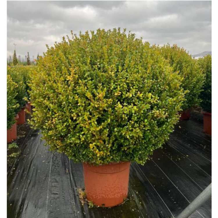 Buxus Faulkner Ball (Top Şimşir) 100+ clt 75
