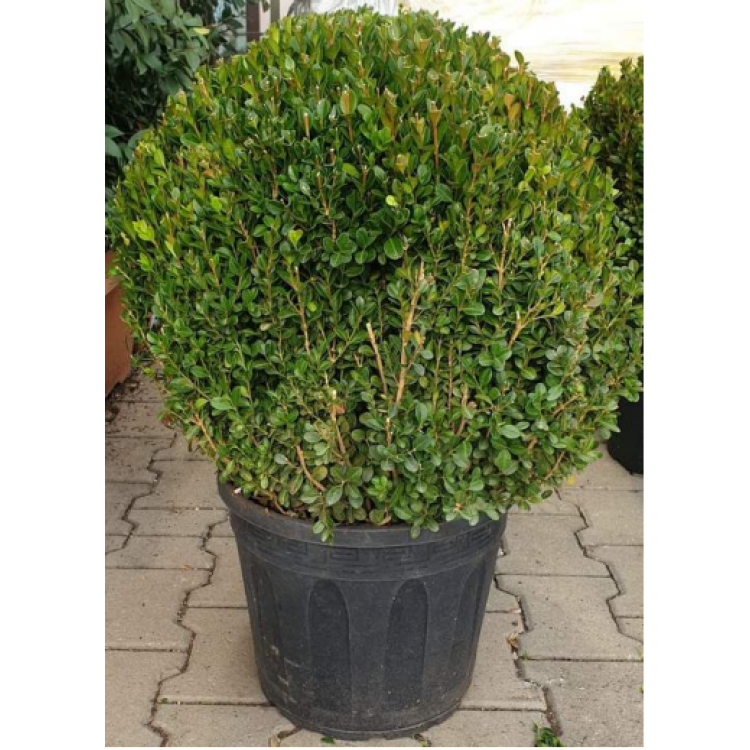 Buxus Faulkner Ball (Top Şimşir) 50 cm
