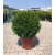 Buxus Faulkner Ball (Top Şimşir) 80 +
