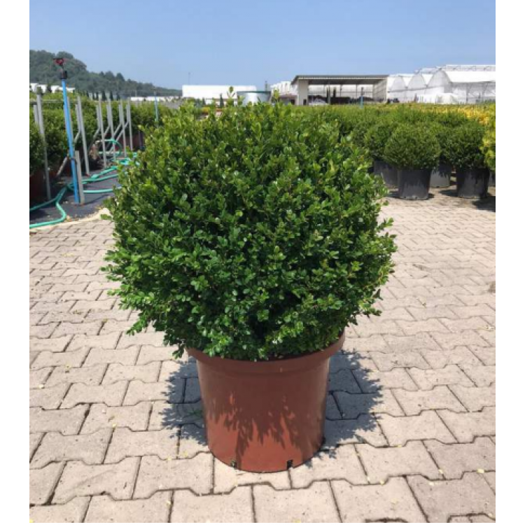 Buxus Faulkner Ball (Top Şimşir) 80 +
