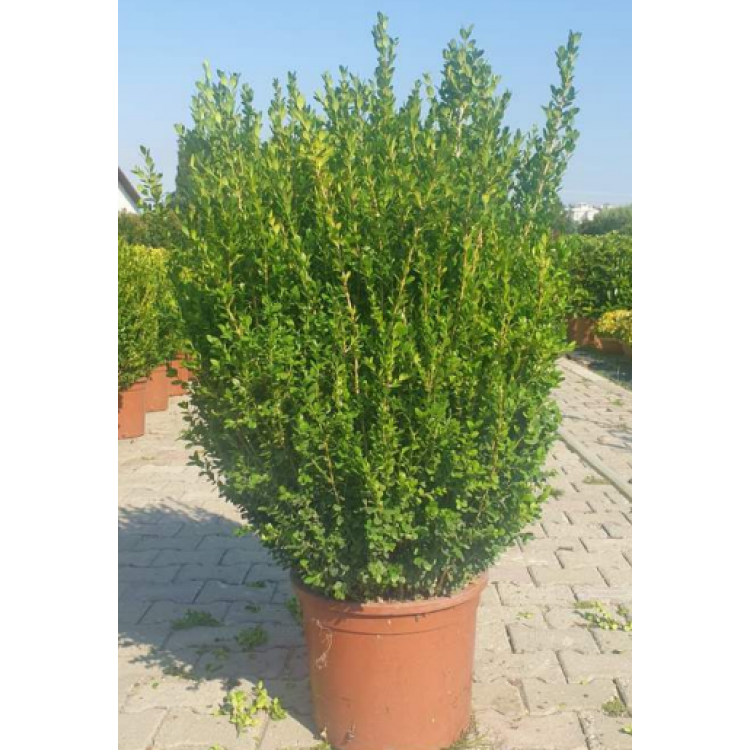 Buxus Faulkner Free Form ( Serbest Şimşir )
