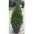 Buxus Faulkner Pyramide (Piramit Şimşir)
