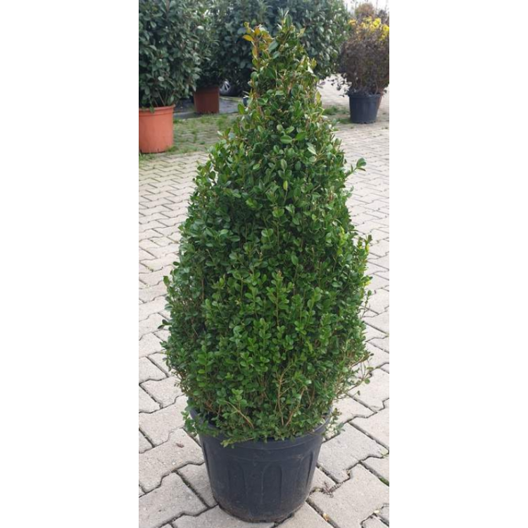 Buxus Faulkner Pyramide (Piramit Şimşir)
