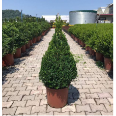 Buxus Faulkner Pyramide (Piramit Şimşir)
 Buxus Faulkner Pyramide (Piramit Şimşir)