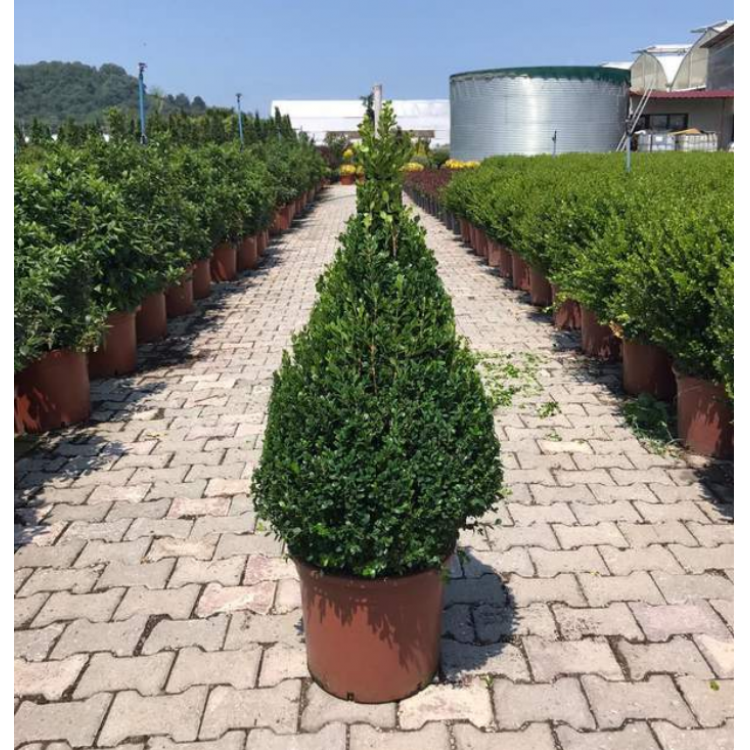 Buxus Faulkner Pyramide (Piramit Şimşir)
