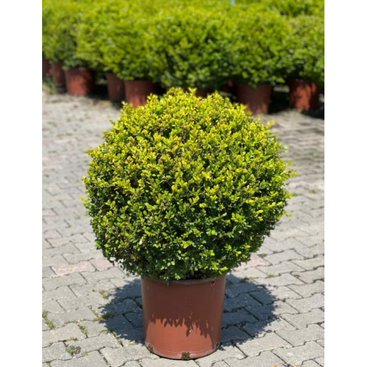 Buxus Microphylla Wintergreen ( Top Şimşir )
