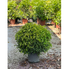 Buxus Sempervirens Faulkner ( Top Şimşir )
