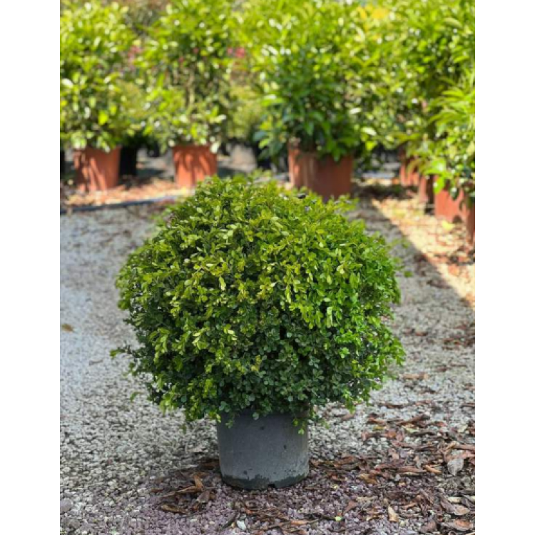 Buxus Sempervirens Faulkner ( Top Şimşir )
