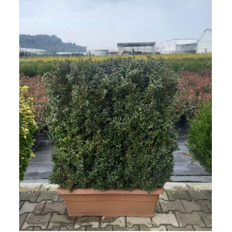 Buxus Sempervirens Hedge (Çit Şimşir)
