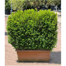 Buxus Faulkner Hedge (Çit Şimşir)
