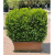 Buxus Faulkner Hedge (Çit Şimşir)
