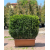 Buxus Faulkner Hedge (Çit Şimşir)
