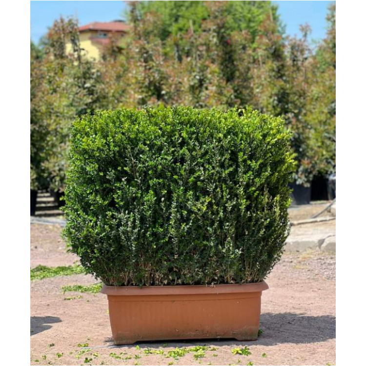 Buxus Faulkner Hedge (Çit Şimşir)
