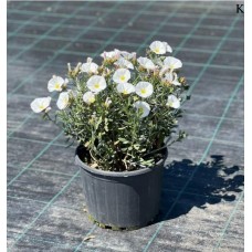 Convolvulus cneorum silver bush (Gümüş Zeytin Çalısı) 30 cm
 Convolvulus cneorum silver bush (Gümüş Zeytin Çalısı) 30 cm
