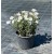 Convolvulus cneorum silver bush (Gümüş Zeytin Çalısı) 30 cm
 Convolvulus cneorum silver bush (Gümüş Zeytin Çalısı) 30 cm