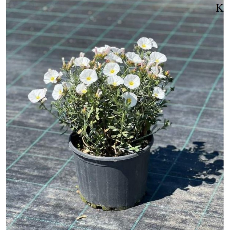 Convolvulus cneorum silver bush (Gümüş Zeytin Çalısı) 30 cm
