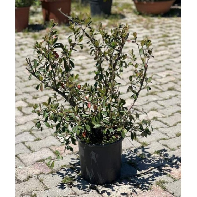 Cotoneaster Lacteus (Yayılıcı Dağ Muşmulası) 90/130 cm
