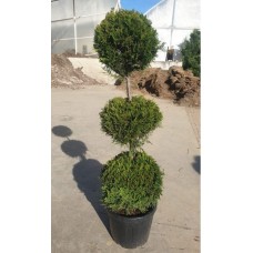 Cupressocyparis Leylandi (Leylandi) 140/150 cm
