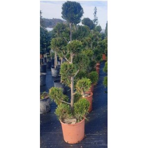 Cupressocyparis Leylandi Pon Pon( Pon Pon Leylandi) 160/170 cm
 Cupressocyparis Leylandi Pon Pon( Pon Pon Leylandi) 160/170 cm