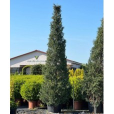 Cupressocyparis Leylandi Pyramidalis (Piramit Leylandi) 300/350 cm
 Cupressocyparis Leylandi Pyramidalis (Piramit Leylandi) 300/350 cm