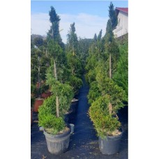 Cupressocyparis Leylandi Spiral ( Spiral Leylandi) 190/200 cm
 Cupressocyparis Leylandi Spiral ( Spiral Leylandi) 190/200 cm