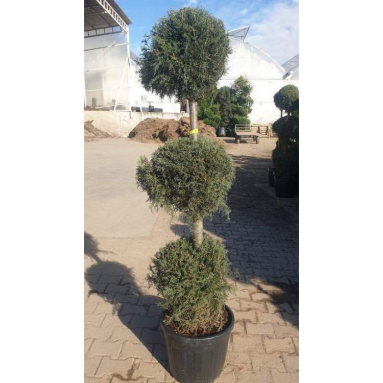 Cupressus Arizonica (Mavi Servi) 160/170 cm
