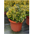 Euonymus Japonicum Ball (Top Form Taflan)
