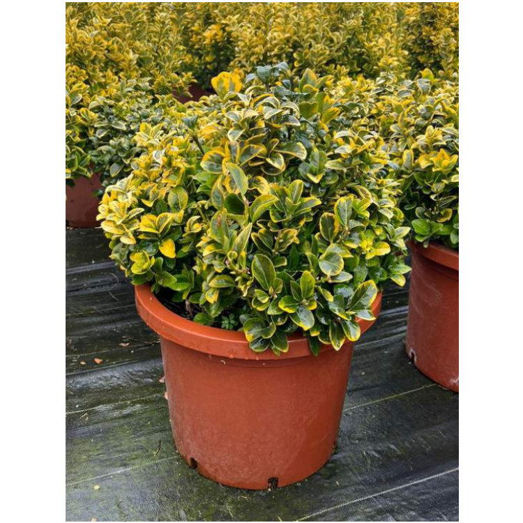 Euonymus Japonicum Ball (Top Form Taflan)
