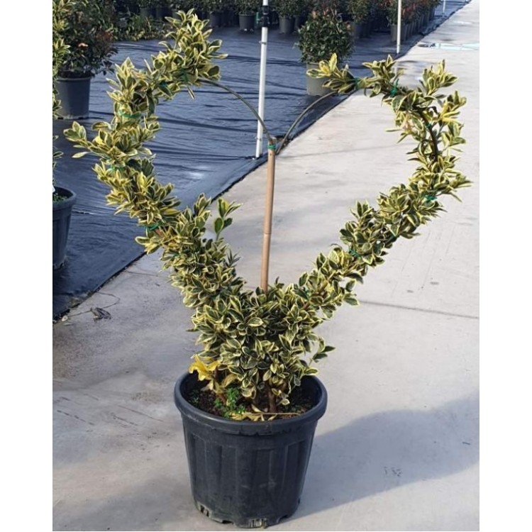 Euonymus Japonicum Bravo Heart Shape (Bravo Taflan Kalp )