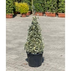 Euonymus Japonicum Bravo Pyramide (Bravo Piramit Taflan)
Euonymus Japonicum Bravo Pyramide (Bravo Piramit Taflan)