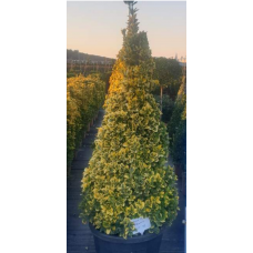 Euonymus Japonicum Pyramide (Piramit Altuni Taflan)
 Euonymus Japonicum Pyramide (Piramit Altuni Taflan)