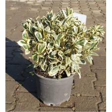 Euonymus Japonicus Bravo (Bravo Taflan)
