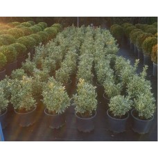 Euonymus Japonicus Bravo (Taflan Bravo)
