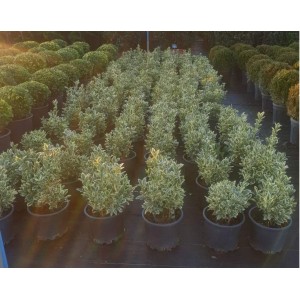 Euonymus Japonicus Bravo (Taflan Bravo)
 Euonymus Japonicus Bravo (Taflan Bravo)