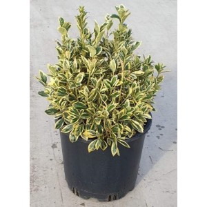 Euonymus Japonicus Bravo (Taflan Bravo)
 Euonymus Japonicus Bravo (Taflan Bravo)
