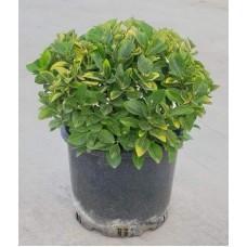 Euonymus Japonicus Free Form (Serbest Taflan)
