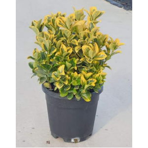 Euonymus Japonicus Free Form (Serbest Taflan)
 Euonymus Japonicus Free Form (Serbest Taflan)