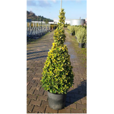 Euonymus Japonicus Pyramide (Piramit Taflan)
 Euonymus Japonicus Pyramide (Piramit Taflan)