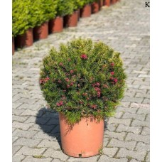 Gravilla (Gravilla) 50 cm
