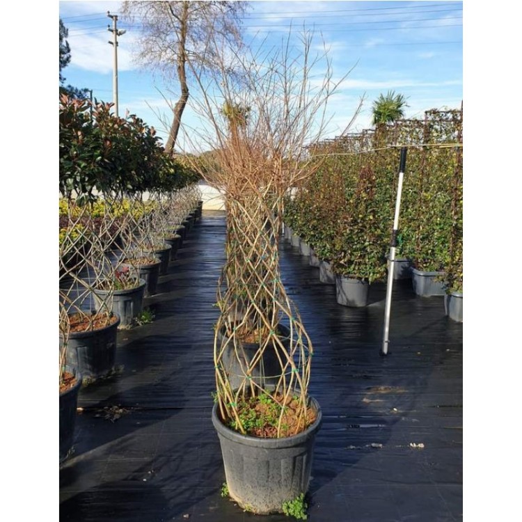 Lagerstromia Indica (Oya Vazo Orta Boy) 180 cm
