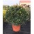 Laurus Nobilis Ball ( Top Defne )
 Laurus Nobilis Ball ( Top Defne )